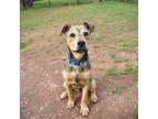 Adopt Zuri a Mixed Breed