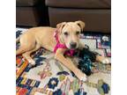 Adopt Zaylah a Mixed Breed