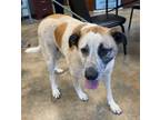 Adopt Peaches a Mixed Breed