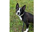 Adopt Brinley a Bull Terrier