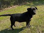 Adopt Joelle a Labrador Retriever