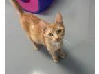 Adopt Star a Domestic Short Hair