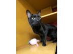 Adopt Vvici a Domestic Short Hair