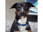 Adopt Luca a Rottweiler