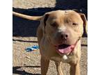 Adopt Fawn a American Staffordshire Terrier
