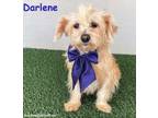 Adopt Darlene a Yorkshire Terrier, Miniature Poodle