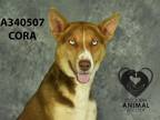 Adopt CORA a Australian Kelpie