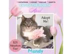 Adopt Mandy a Tabby