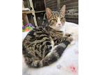 Adopt Ivy a Extra-Toes Cat / Hemingway Polydactyl, Tabby