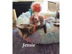 Adopt Jessie a Tabby