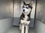 Adopt KIWI a Siberian Husky