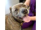 Adopt NIA a Pit Bull Terrier