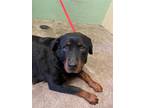 Adopt KOA a Rottweiler