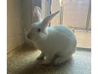 Adopt Alice a Bunny Rabbit