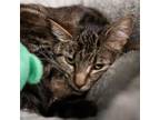 Adopt Shy a Domestic Short Hair