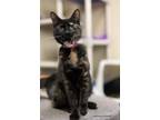 Adopt Bella a Tortoiseshell