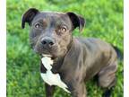 Adopt SADIE a Pit Bull Terrier