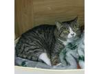 Adopt Lexie a Tabby, Domestic Short Hair