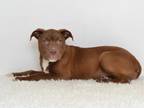 Adopt HOOCH a Labrador Retriever, Pit Bull Terrier