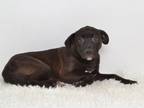 Adopt PUP TART a Labrador Retriever, Mixed Breed