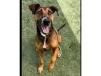 Adopt MOLLY a German Shepherd Dog, Mixed Breed