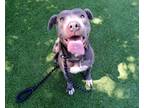 Adopt MOLLY a Pit Bull Terrier