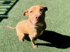 Adopt ROONE a Pit Bull Terrier