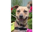 Adopt Milly a Shepherd, Pit Bull Terrier