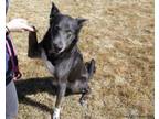 Adopt Ella a German Shepherd Dog