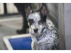 Adopt Jessie a Australian Cattle Dog / Blue Heeler