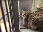 Adopt PRIME a Domestic Short Hair