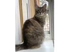 Adopt Xipho a Domestic Medium Hair