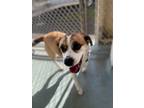 Adopt Riley a Beagle