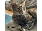 Adopt Aziza a Domestic Short Hair