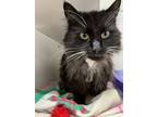 Adopt Destiny a Domestic Long Hair