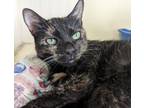 Adopt 2024-17 Brownie a Domestic Short Hair