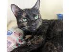 Adopt 2024-17 Cookie bonded with Brownie a Domestic Short Hair