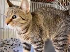 Adopt 18 - Cinnamon Sugar / 18 - Grey Shadow a Domestic Short Hair