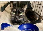 Adopt 2024-17 Brownie bonded with Cookie a Domestic Short Hair