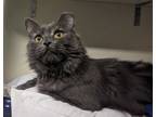 Adopt Myrtle a Domestic Long Hair
