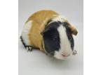 Adopt Churro a Guinea Pig