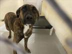 Adopt A1182130 a Plott Hound, Mixed Breed