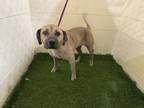 Adopt CASSIE a Black Mouth Cur