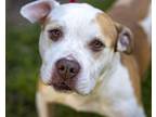 Adopt ESTELLA a Pit Bull Terrier