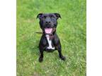 Adopt MIDNIGHT a Pit Bull Terrier