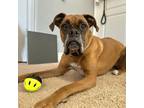 Adopt Morgan a Boxer