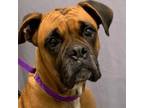 Adopt Cooper a Boxer