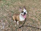 Adopt PENNY a Pit Bull Terrier