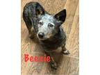 Adopt Beezie a Australian Cattle Dog / Blue Heeler