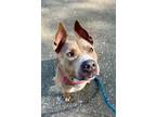 Adopt SKY a Mixed Breed